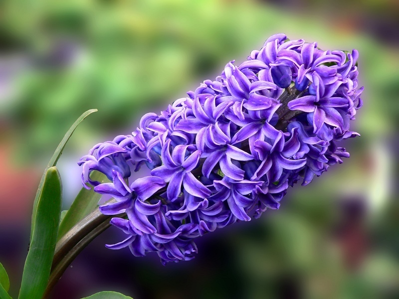 purple-hyacinth-1