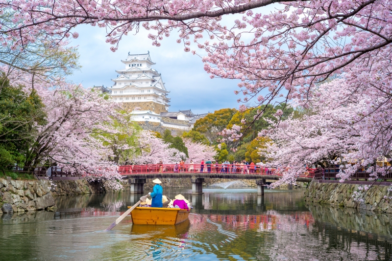 Himeji Castle with beautiful cherry blossom in spring season.
