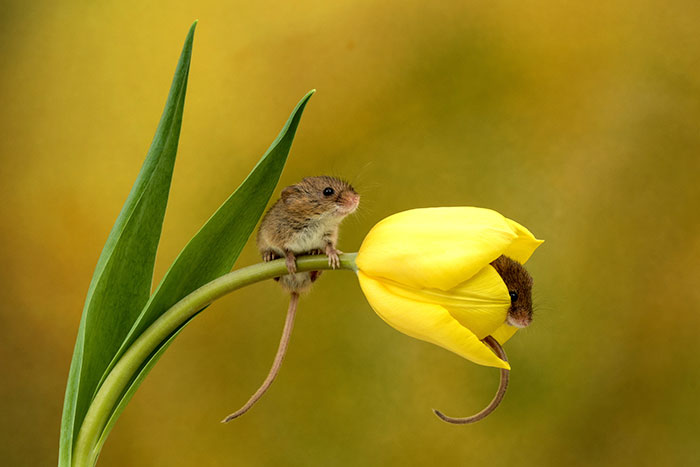 cute-harvest-mice-in-tulips-miles-herbert-1-5ad097c50fd1a__700