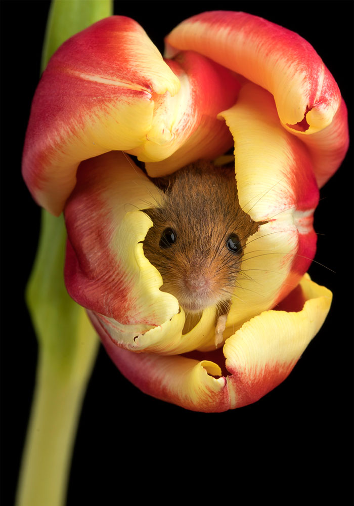 cute-harvest-mice-in-tulips-miles-herbert-16-5ad097a3c282c__700