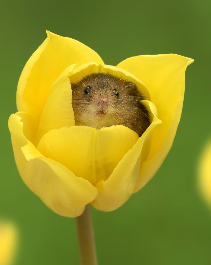 cute-harvest-mice-in-tulips-miles-herbert-17-5ad0982a7d56a__700