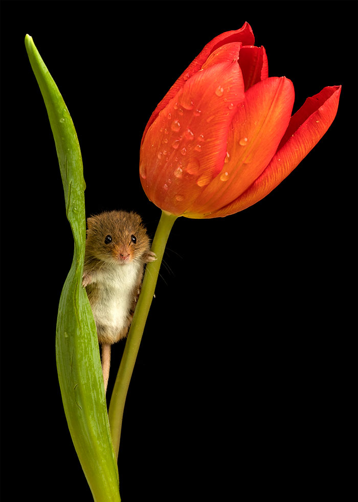 cute-harvest-mice-in-tulips-miles-herbert-7-5ad097d3546a9__700